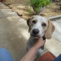 East Side Veterinary Clinic ico