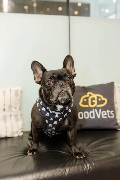 GoodVets Streeterville Picture 5