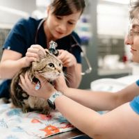 GoodVets West Loop ico