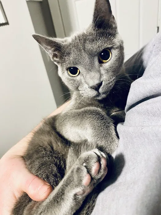 BluePearl Pet Hospital Picture 7