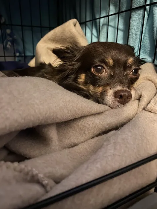 BluePearl Pet Hospital Picture 8