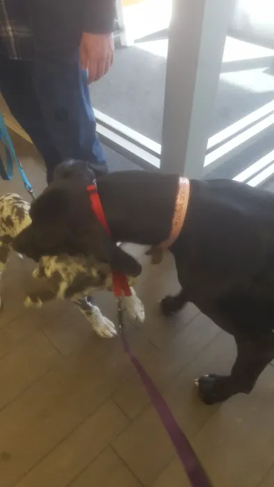 Banfield Pet Hospital Picture 6