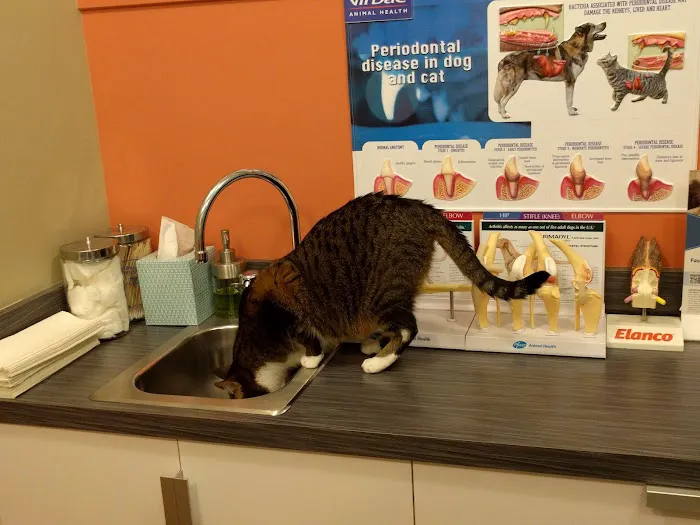Jet City Animal Clinic Picture 4