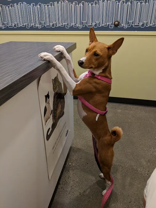 Jet City Animal Clinic Picture 7