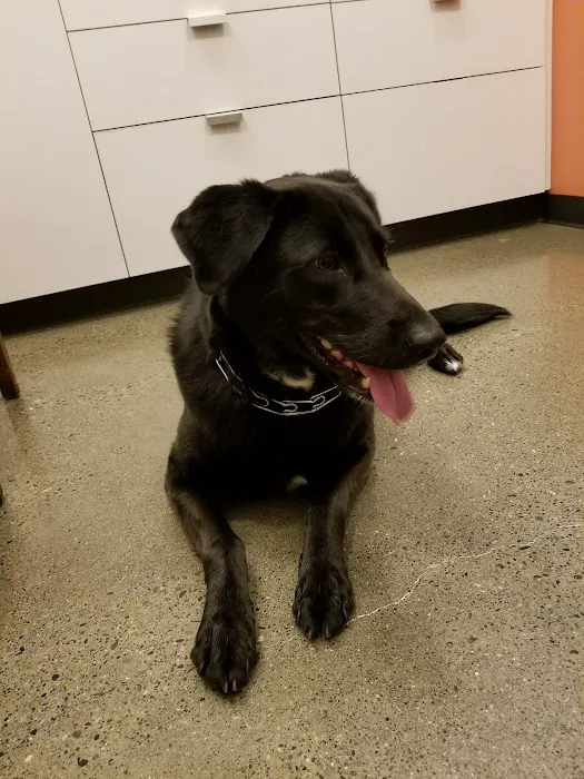 Jet City Animal Clinic Picture 6
