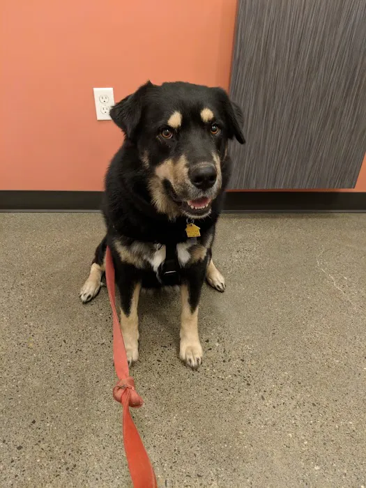 Jet City Animal Clinic Picture 9