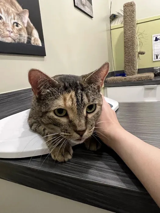 Jet City Animal Clinic Picture 8