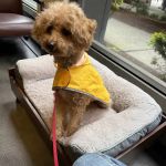 Urban Animal By Appointment