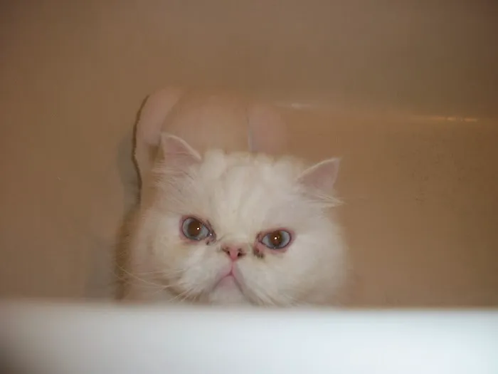 City Cat Vet Clinic Picture 1