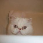 City Cat Vet Clinic