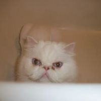 City Cat Vet Clinic ico