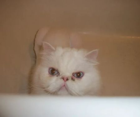 City Cat Vet Clinic