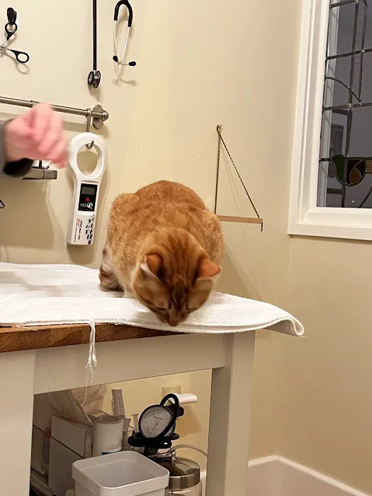 City Cat Vet Clinic Picture 6