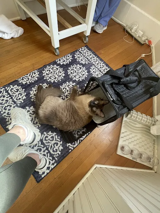 City Cat Vet Clinic Picture 9