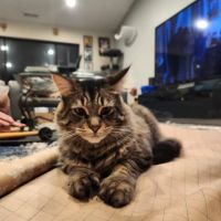 Dermatology Center for Animals ico