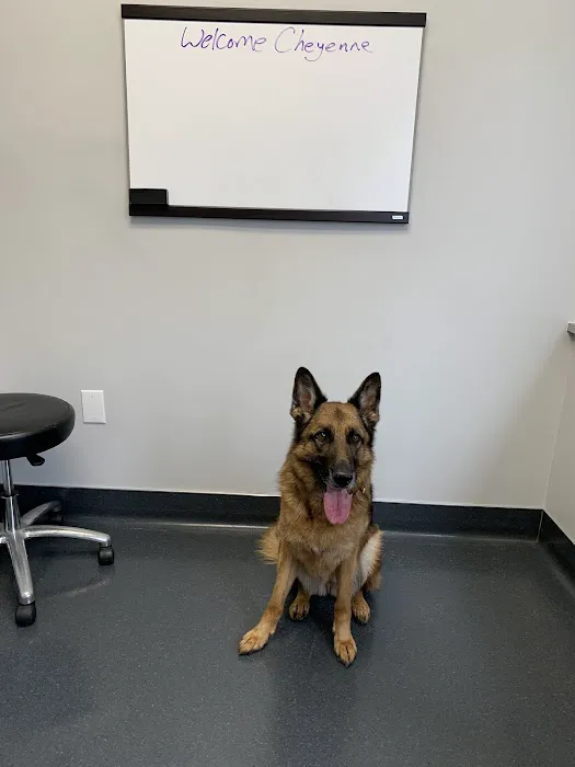 Dermatology Center for Animals Picture 3