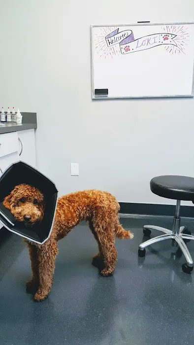 Dermatology Center for Animals Picture 6