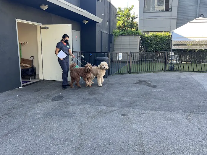 Pine Animal Hospital & Integrative Wellness Center Picture 9