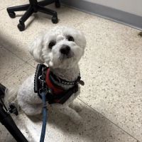 Magnolia Animal Hospital ico