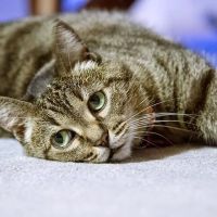 Beach Veterinary Hospital ico