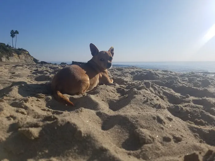Beach Veterinary Hospital Picture 8