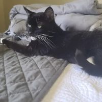 Long Beach Animal Urgent Care ico