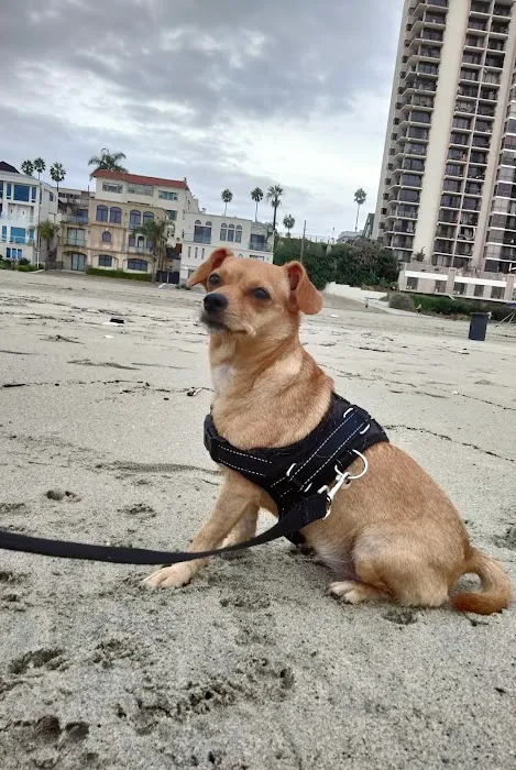 Long Beach Animal Urgent Care Picture 4