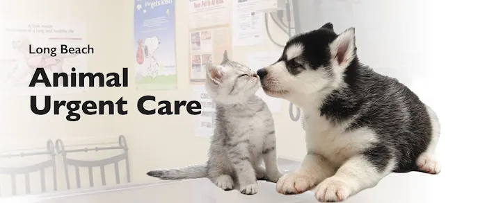 Long Beach Animal Urgent Care Picture 3