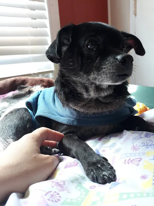 Long Beach Animal Urgent Care Picture 7