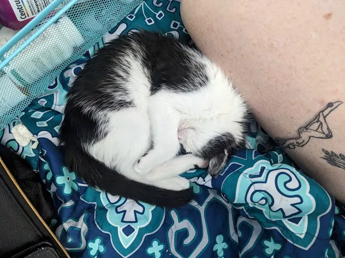 Long Beach Animal Urgent Care Picture 6