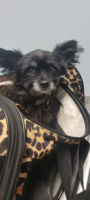 Long Beach Animal Urgent Care Picture 9