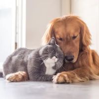 Broadway Pet Hospital ico