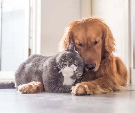 Broadway Pet Hospital