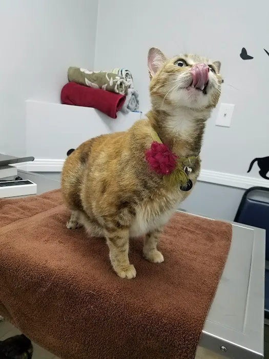Broadway Pet Hospital Picture 3