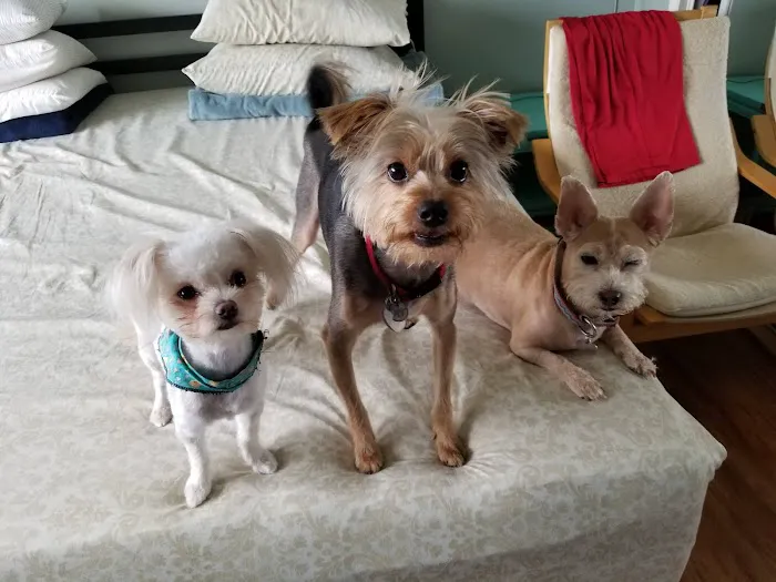 Broadway Pet Hospital Picture 6