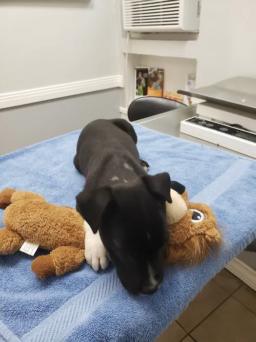 Broadway Pet Hospital Picture 8