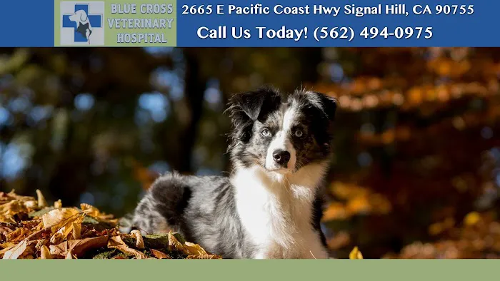 Blue Cross Veterinary Hospital Picture 1