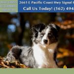 Blue Cross Veterinary Hospital
