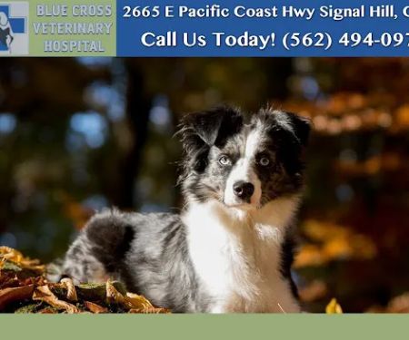 Blue Cross Veterinary Hospital
