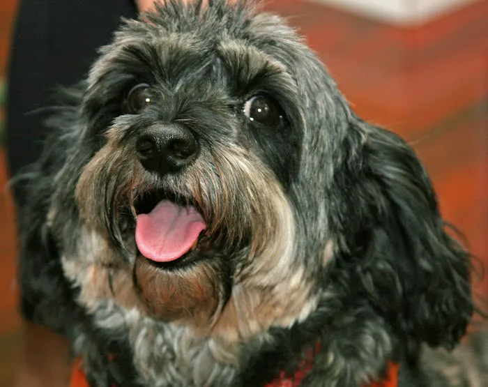 Blue Cross Veterinary Hospital Picture 2