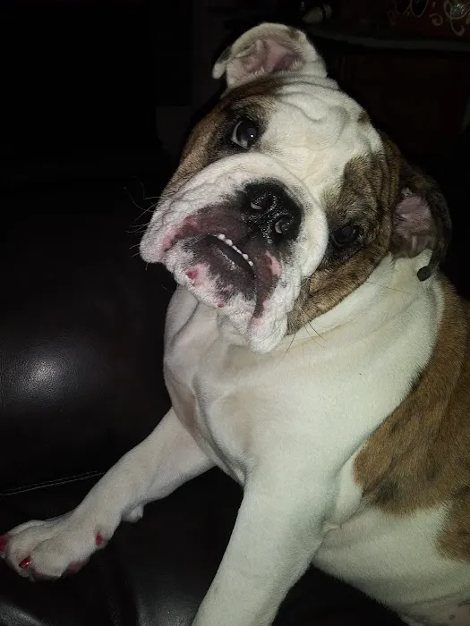 Belmont Heights Animal Hospital Picture 7