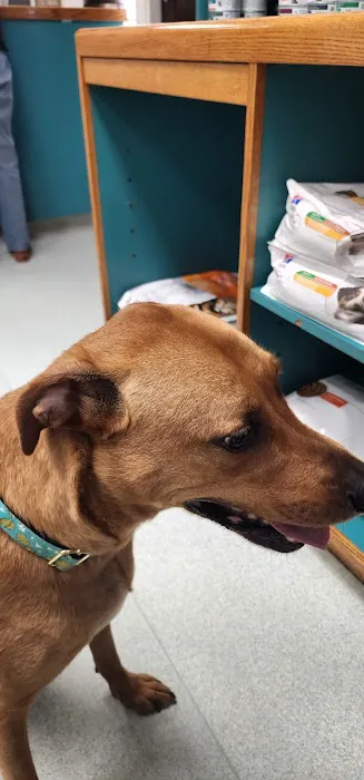 Belmont Heights Animal Hospital Picture 10