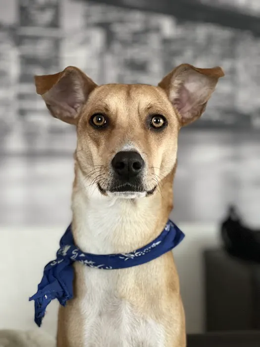 Cats & Dogs Animal Hospital Picture 2