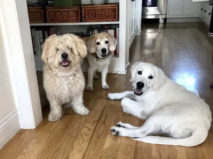 Cats & Dogs Animal Hospital Picture 4