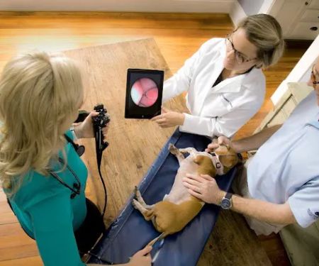 Bayou City Mobile Veterinary Specialists