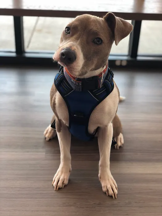 The Urban Vet Picture 6