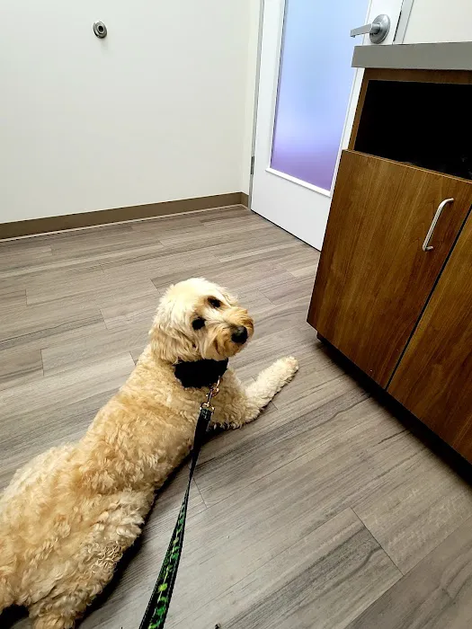 The Urban Vet Picture 7