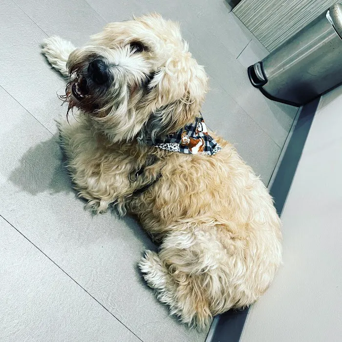 Fur & Feather veterinary hospital Picture 3