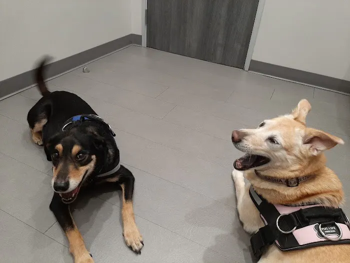 Fur & Feather veterinary hospital Picture 4