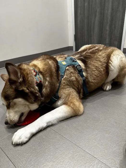 Fur & Feather veterinary hospital Picture 9